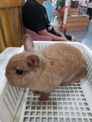 -Moni星球萌宠·小马宝莉·灵蛇·高端高阶全萌宠互动体验俱乐部(红豆国际广场店)