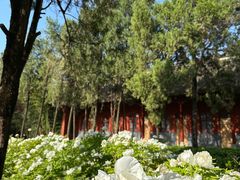 -洛阳白马寺