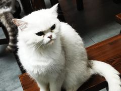 -家烧面馆【南山路知名经典面食】