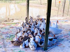 -武汉紫薇都市田园