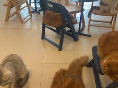 -平行世界·猫咖(首经贸店)
