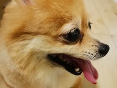 -芭比堂动物医院·心脏专科·夜诊·吉雅分院