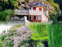 -金花茶公园