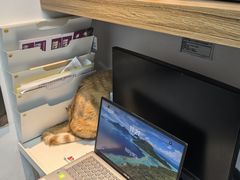 -御宝贝·A梦猫科宠物医院(国际猫友好医院)