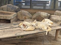 -灵玲国际马戏城