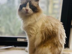 -瑞派天宁宠物医院·猫科·异宠中心