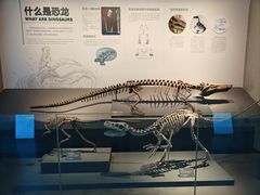 -自贡恐龙博物馆