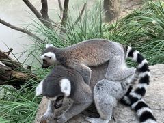 -北京野生动物园