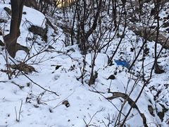 -王顺山国家森林公园
