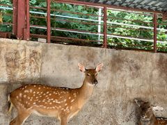 -青峰峡国家森林公园