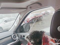 -瑞派宠物医院·犬猫全科·猫友好(宾水西道店)