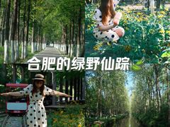 -合肥滨湖国家森林公园