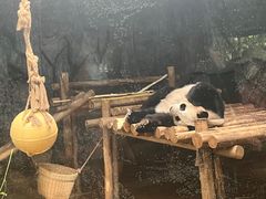 -深圳野生动物园