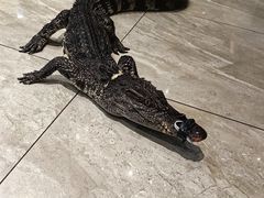 -川骄海鲜自助(河东店)