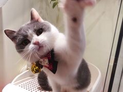 -小尾巴宠物店(万科·金域华庭店)