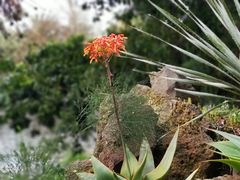 -墨尔本皇家植物园