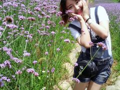 -大塘金香草谷