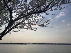 -丁香湖公园