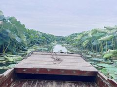 -池杉湖湿地公园