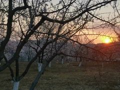 -清真喜兰老丁羊汤特色小吃