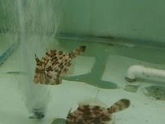 android_upload_pic-汤膳坊(鸿昌广场店)