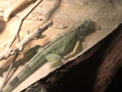 -上海大自然野生昆虫馆(东方明珠·爬宠昆虫探索中心)