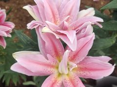 -凌源市热水汤百花谷