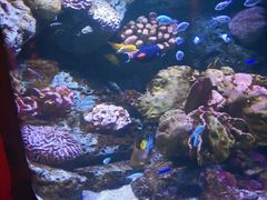 -暹罗海洋世界