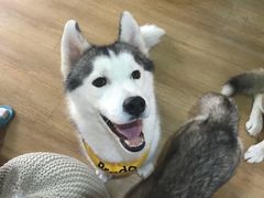 PRADO-Husky Go! 哈士奇体验馆·宠物咖啡厅狗咖