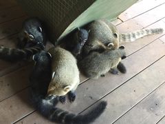 -伊瓜苏国家公园