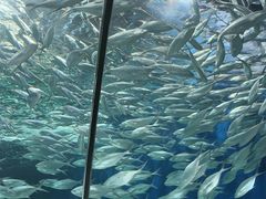 -上海海洋水族馆