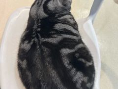 -藏猫猫咖啡主题馆(中央大道店)