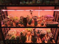 多肉-森果咖啡(人民西路店)