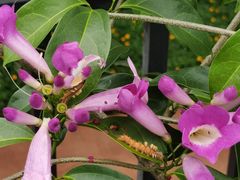 -西双版纳原始森林公园