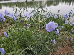 -石家庄市植物园