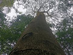 -滴水岩森林公园