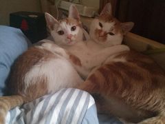 -PETKIT 小佩宠物·低压洗护·美容·寄养(安远店)