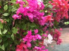 -呀路古热带植物园