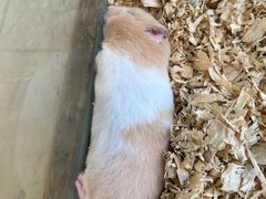 -怪兽屋·羊驼·猫咖·狗咖(俊华广场店)