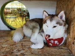 -Husky Go! 哈士奇体验馆·宠物咖啡厅狗咖