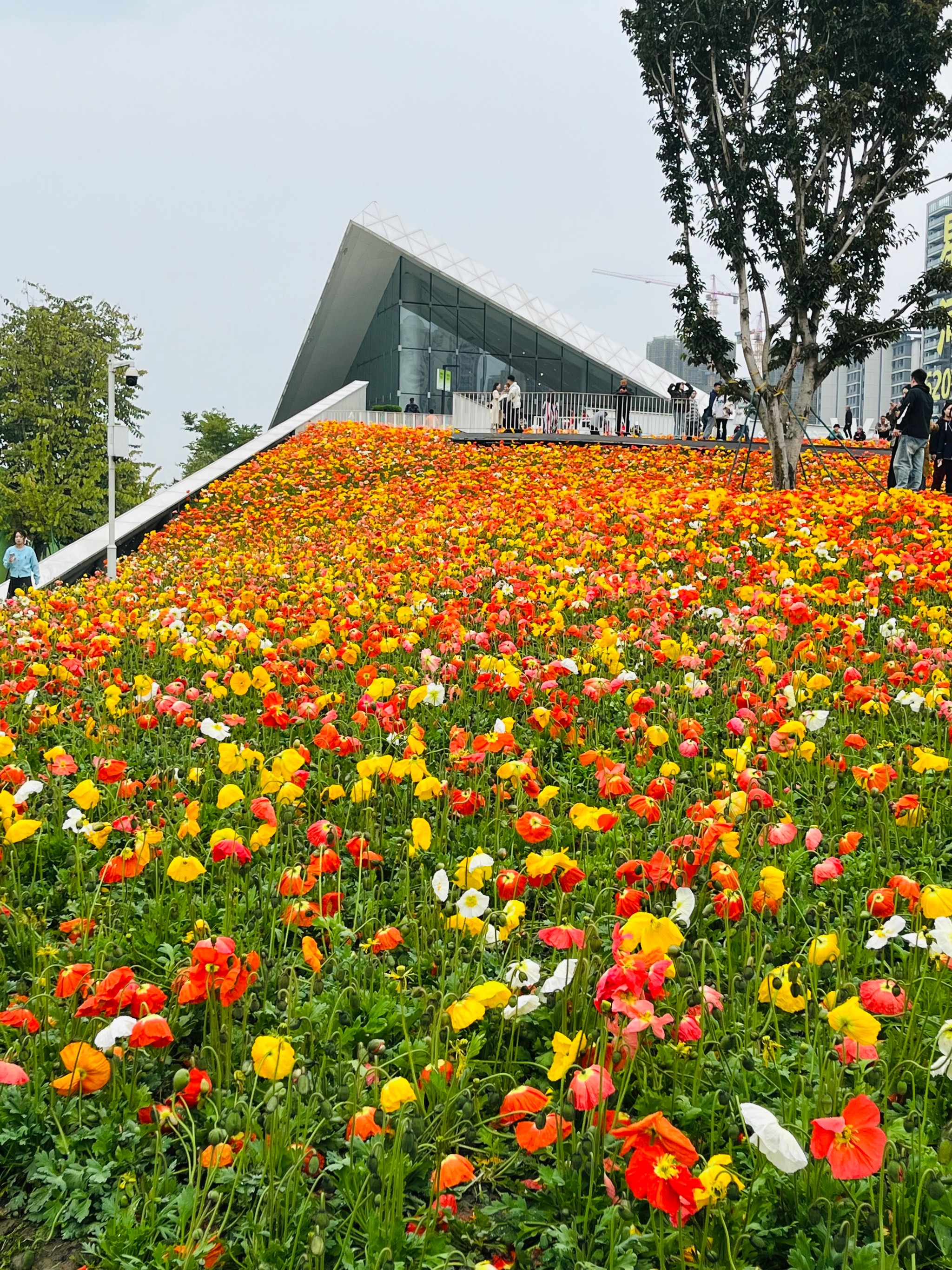 成都免费的花海景区图片