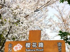 -顾村公园