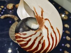 -青岛贝壳博物馆