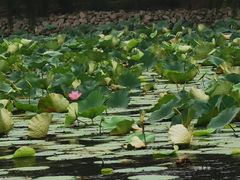 -微山湖红荷湿地景区