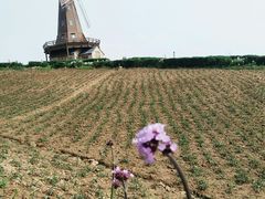 -大塘金香草谷