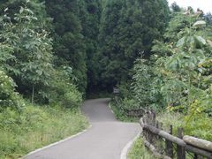 -武陵山森林公园