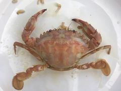-港畔赶海蒸汽海鲜烧烤自助(仙螺岛店)