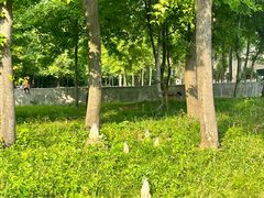 -合肥野生动物园