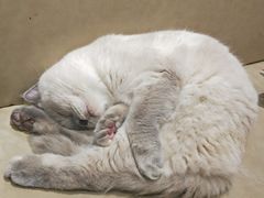 -藏猫猫咖啡主题馆(中央大道店)