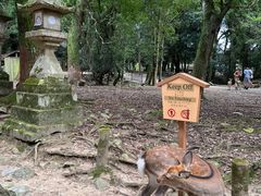-奈良公园